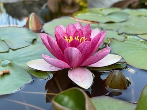 Gite 3 "Le Canal De Baza" Aux Magnolias Обена Экстерьер фото