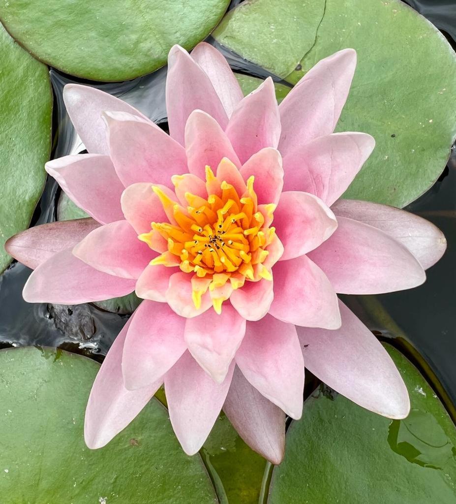 Gite 3 "Le Canal De Baza" Aux Magnolias Обена Экстерьер фото