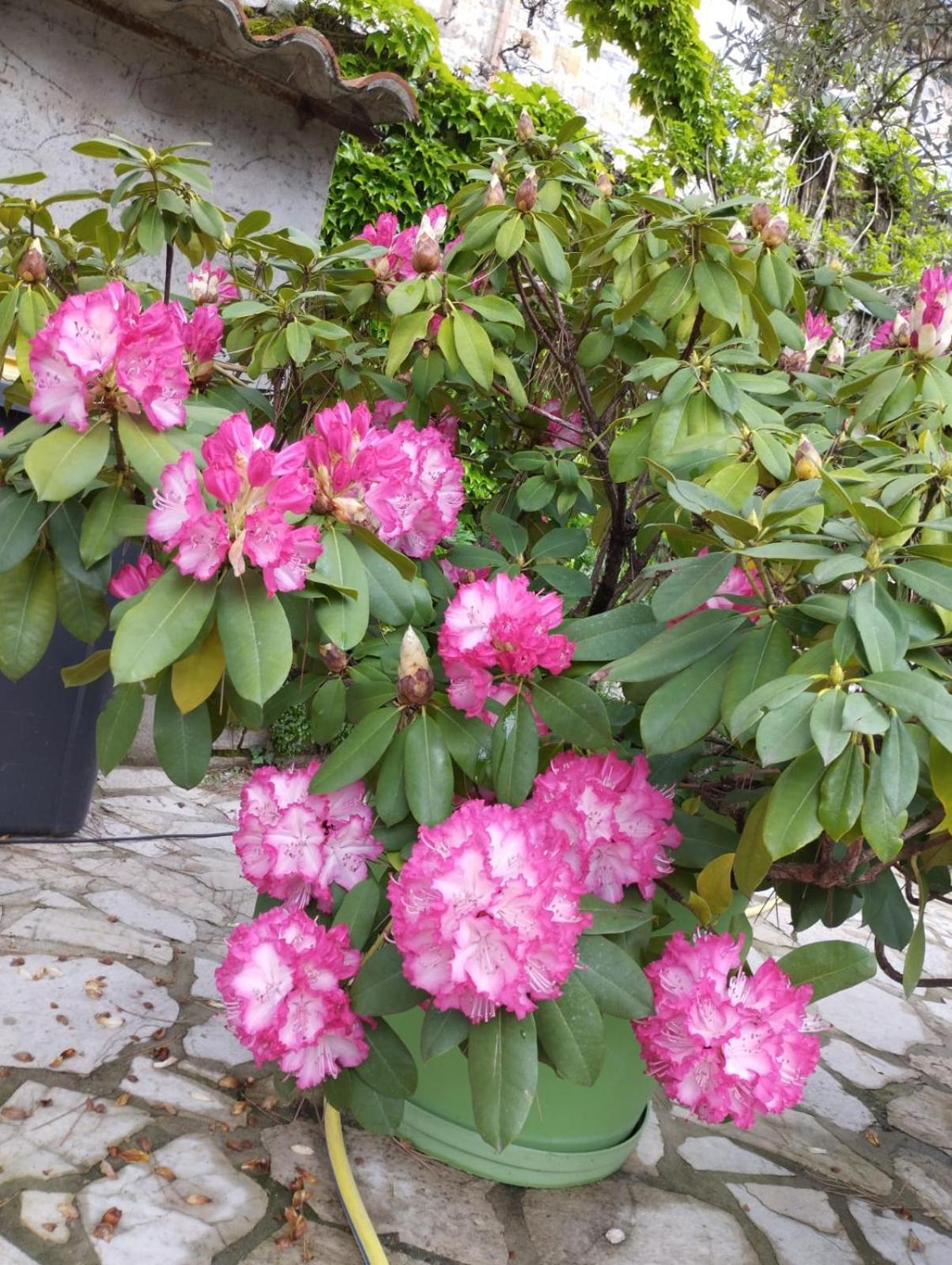 Gite 3 "Le Canal De Baza" Aux Magnolias Обена Экстерьер фото