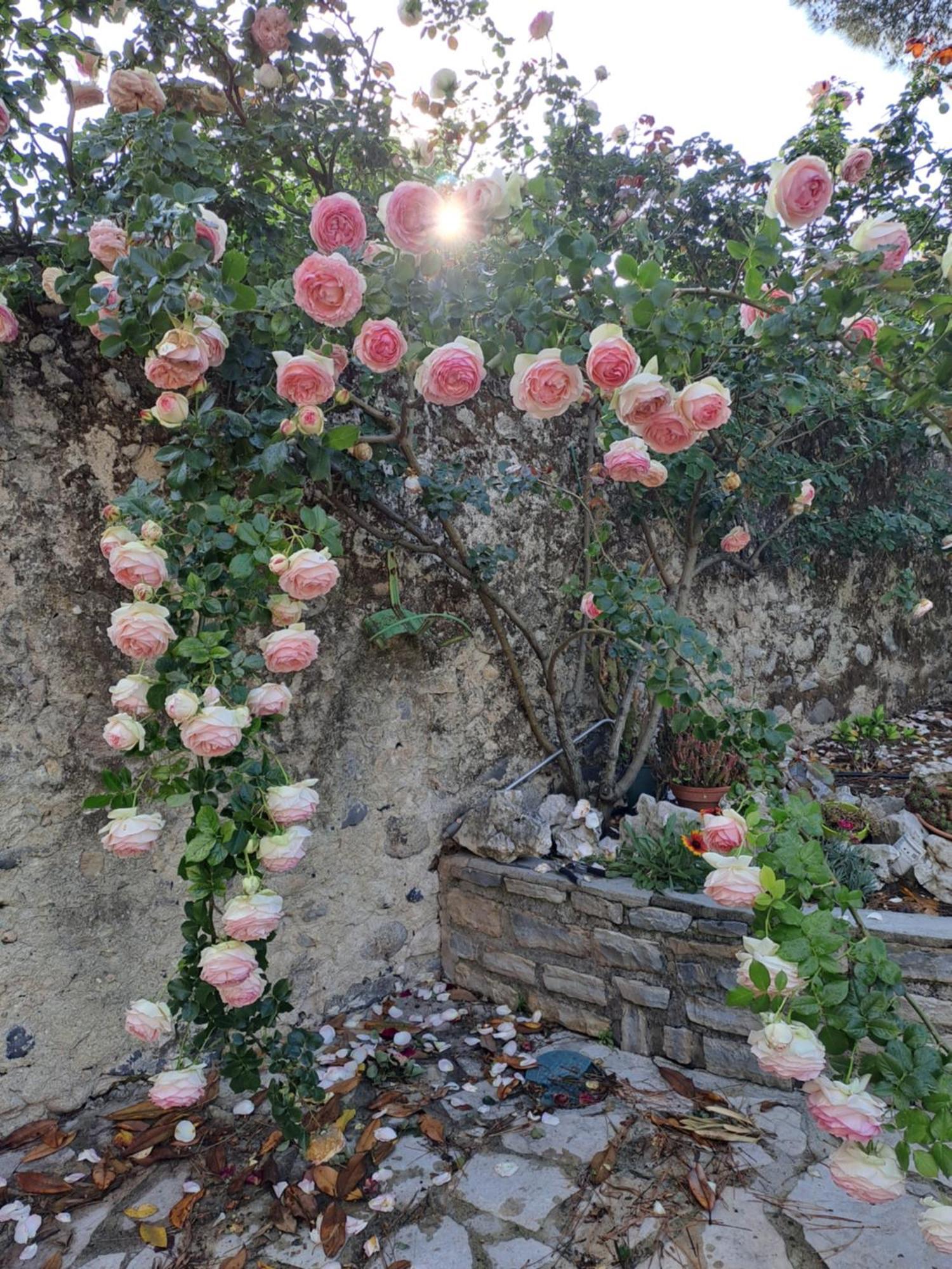 Gite 3 "Le Canal De Baza" Aux Magnolias Обена Экстерьер фото